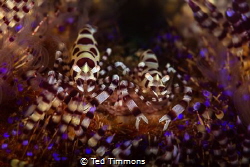These two Coleman Shrimp were posing and trying to hide. ... by Ted Timmons 